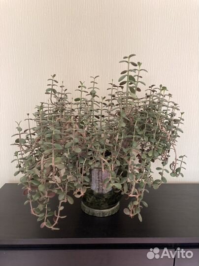 Толстянка большая / большой кактус