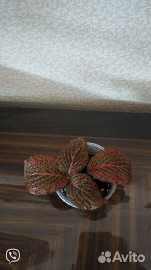 Комнатные растения