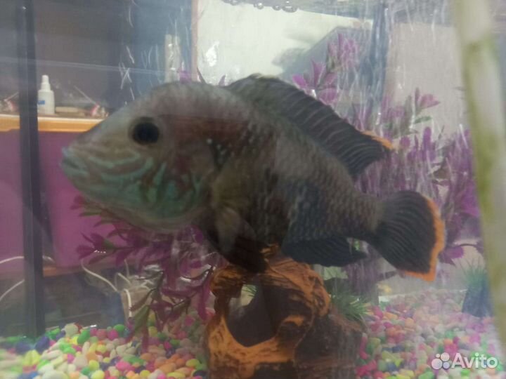 Акара бирюзовая