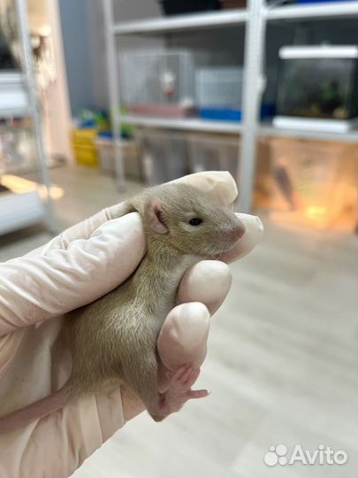 Крысята Дамбо Рекс