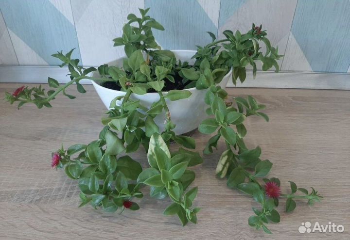 Аптения сердцелистная