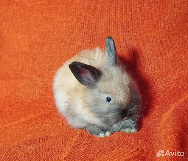 Кролики ангорские