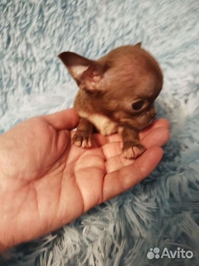 Супер мини чихуахуа