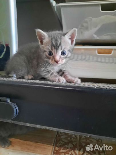 Котята в добрые руки бесплатно коты