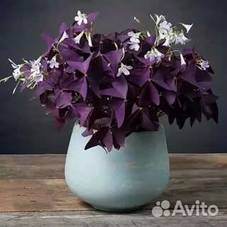 Кислица или Оксалис фиолетовый