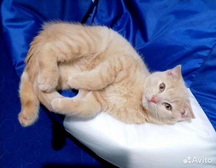 Передержка(как дома) в квартиру в семью (опыт)