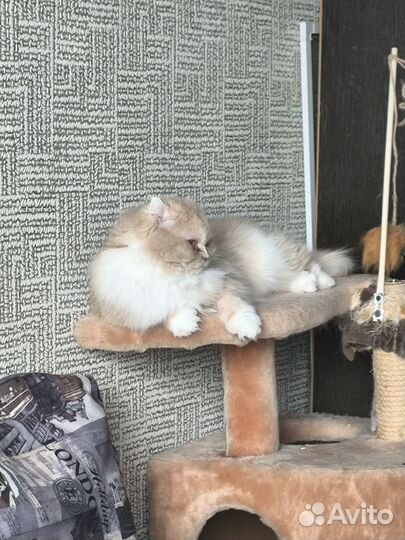 Отдам бесплатно