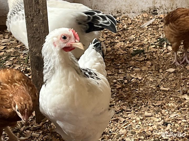 Петушки молодые, 2,5-3 месяца