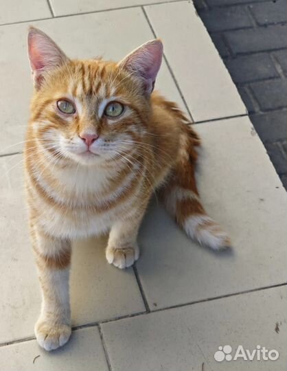Рыжий мраморный котик