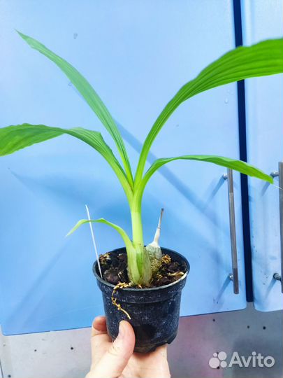 Орхидея. Каланте. Calanthe rubra