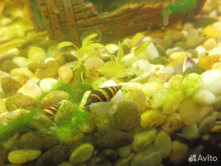 Улитка хелена