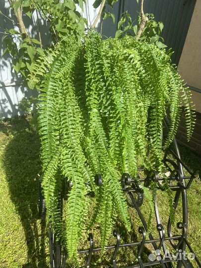 Папоротник комнатный