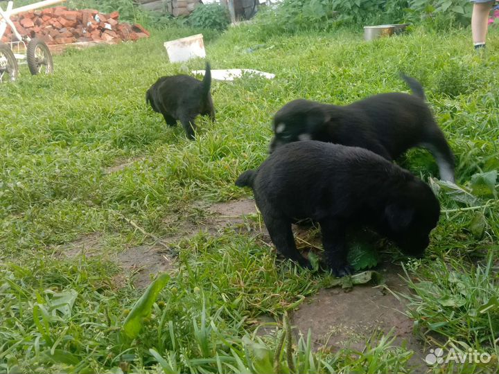 Отдам Собаку в добрые руки отдам бесплатно