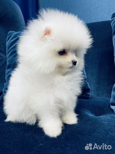 Щенки померанского шпица