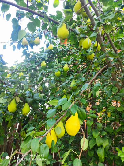 Участок 7 сот. (ИЖС)