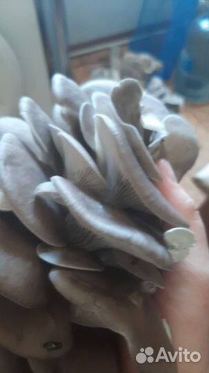 Грибные блоки вешенки