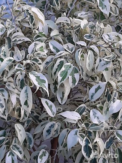 Фикус Де Гантель