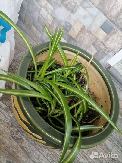 Хлорофитум