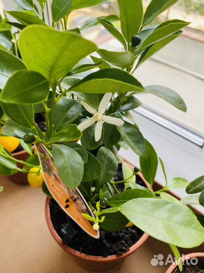 Мандариновое дерево