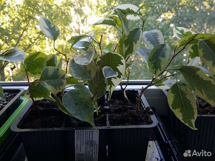 Сортовые фикусы Бенджамина,Голден Кинг, Даниель