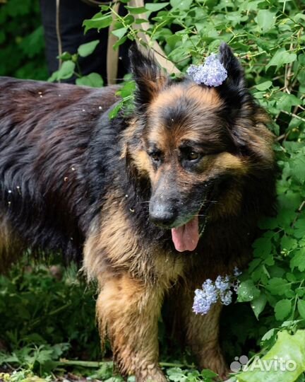 Собака в добрые руки