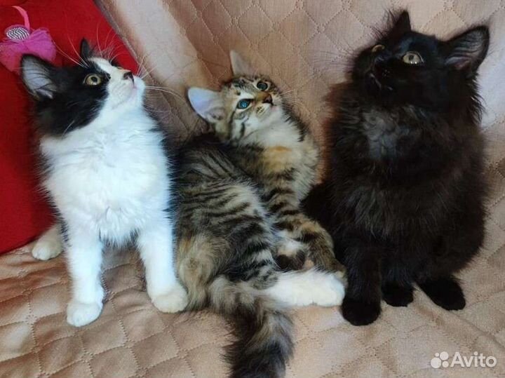 Котята в добрые руки