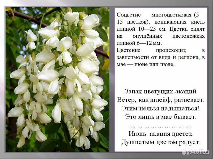 Акация белая