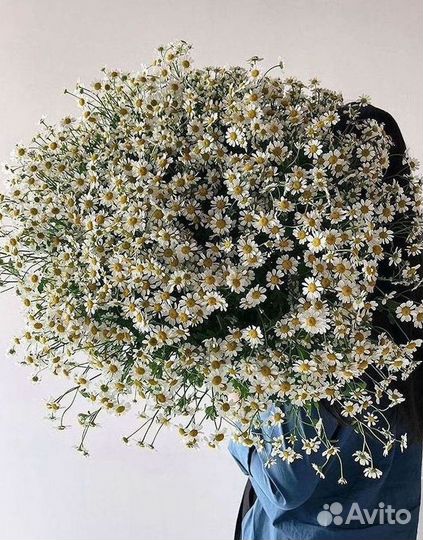 Цветы ромашки