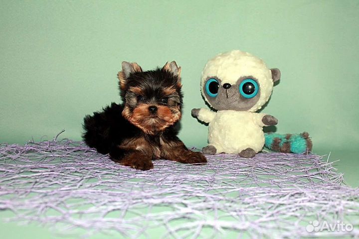Йоркширский терьер щенки большой выбор