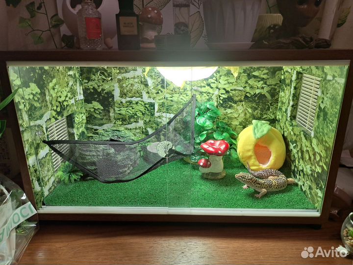 Эублефар с террариумом