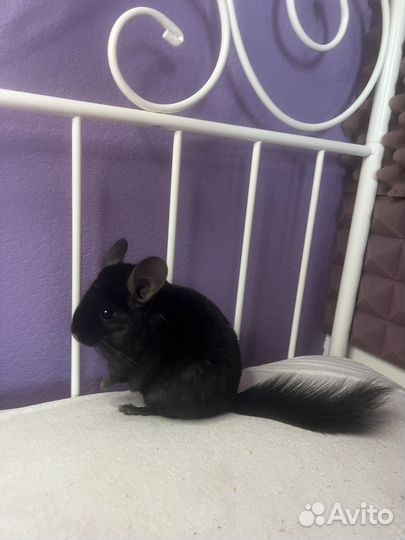 Шиншилла черная экстрадарк эбони