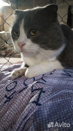 Шотландская вислоухая