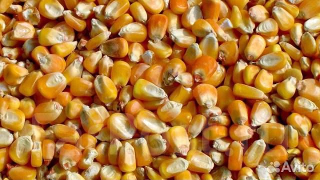 Зерно пшеница ячмень кукуруза овёс корма для скота