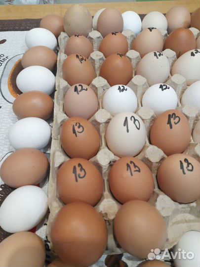 Домашние куриные яйца