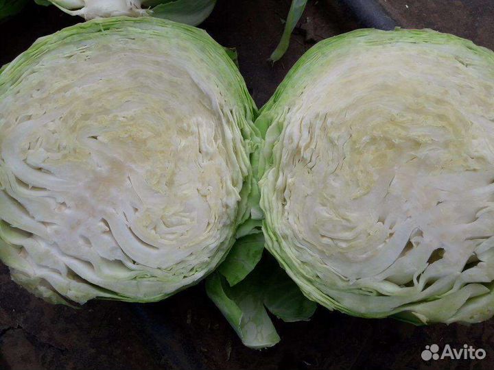 Капуста оптом и в розницу