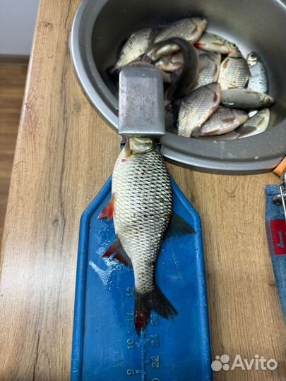 Рыбалка на Дону