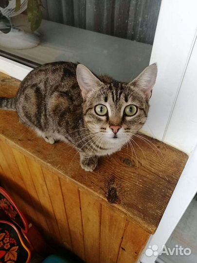 Кошка Элис в дар. Доставка