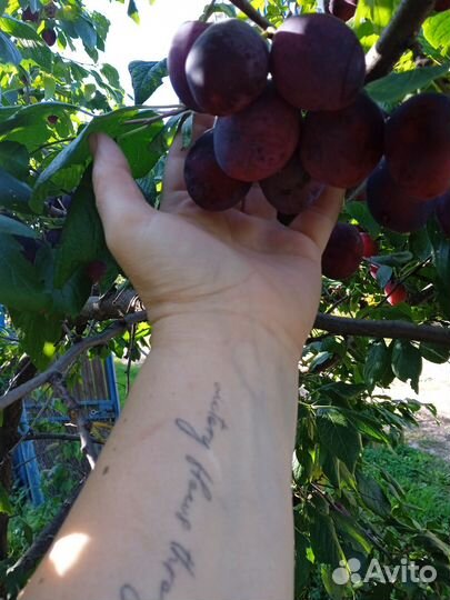 Слива, саженец