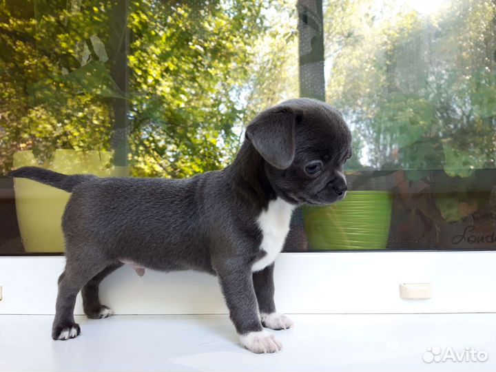 Щенки чихуахуа стандарт