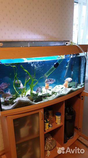 Аквариум aquaplus lux Ф245 литров