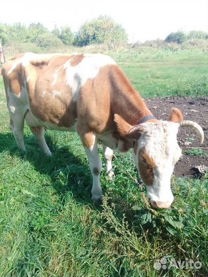 Корова дойная