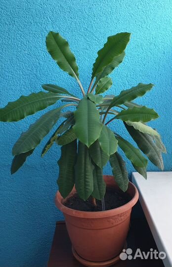 Лимон. Молочай