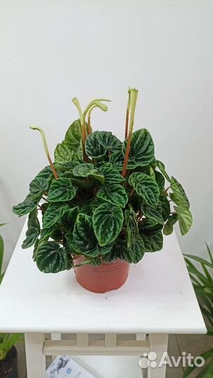 Пеперомия лилиан