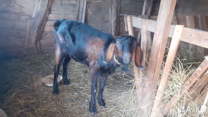 Дойные козы