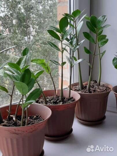 Замиокулькас