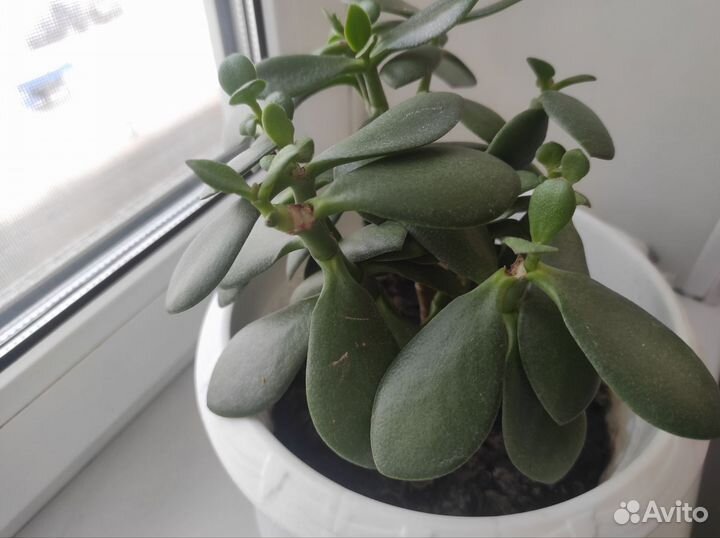 Живое дерево