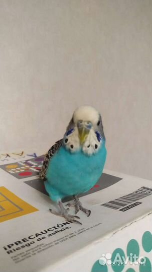 Волнистые попугаи,клетка