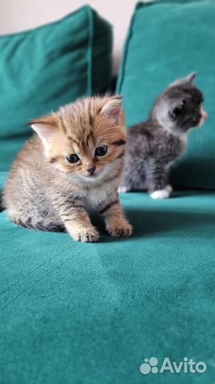 Котята 1.5 месяца