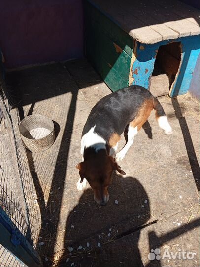 Эстонская гончая щенки