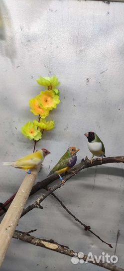 Амадины Гульда